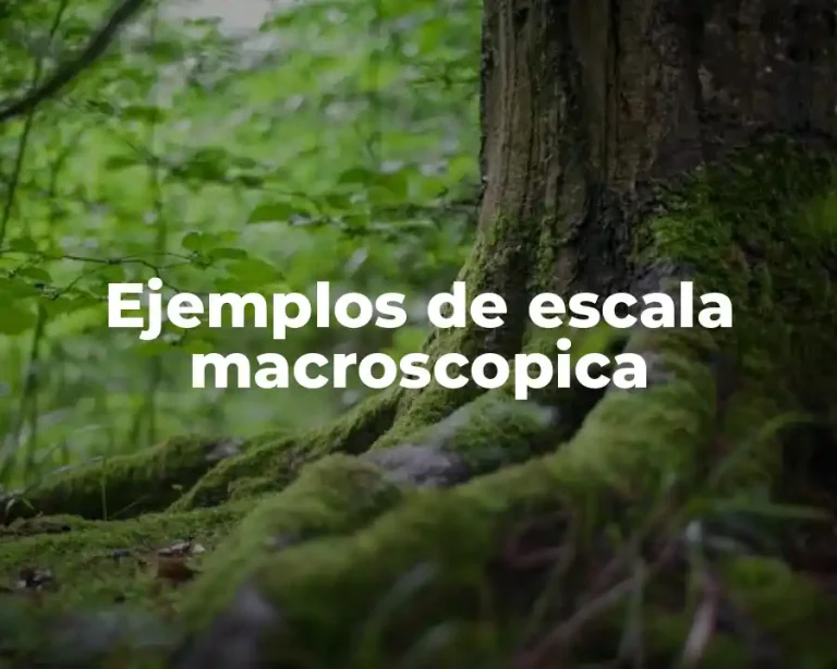 Ejemplos de escala macroscopica