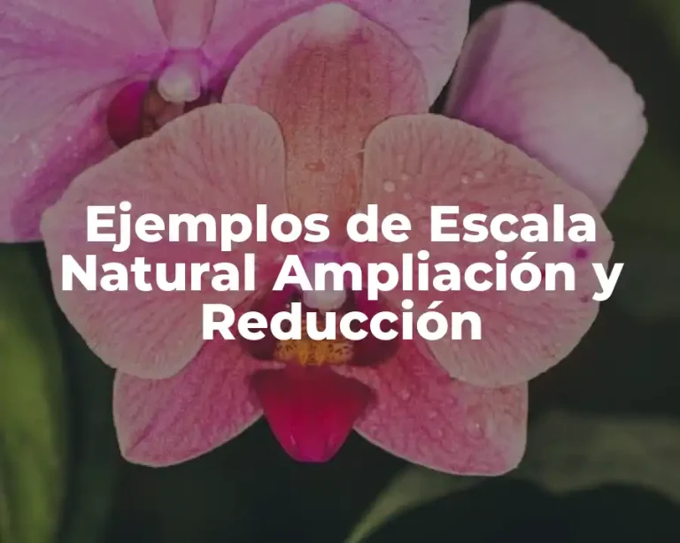 Ejemplos de Escala Natural Ampliación y Reducción