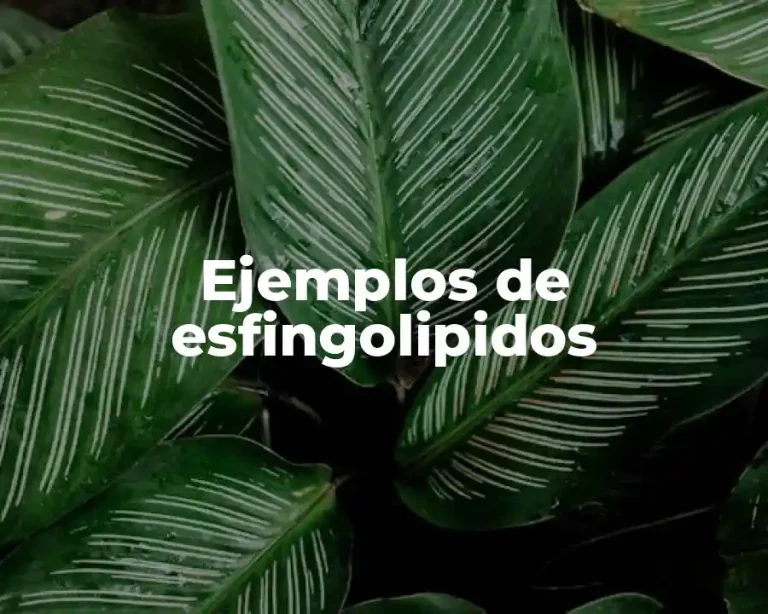 Ejemplos de esfingolipidos