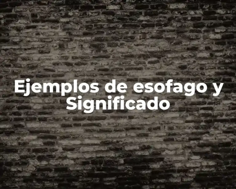 Ejemplos de esofago y Significado