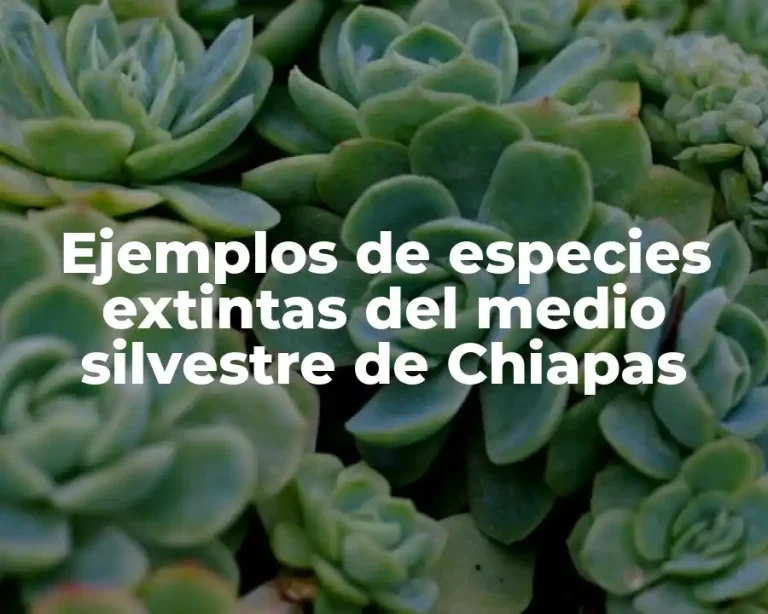 Ejemplos de especies extintas del medio silvestre de Chiapas