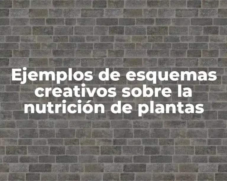 Ejemplos de esquemas creativos sobre la nutrición de plantas