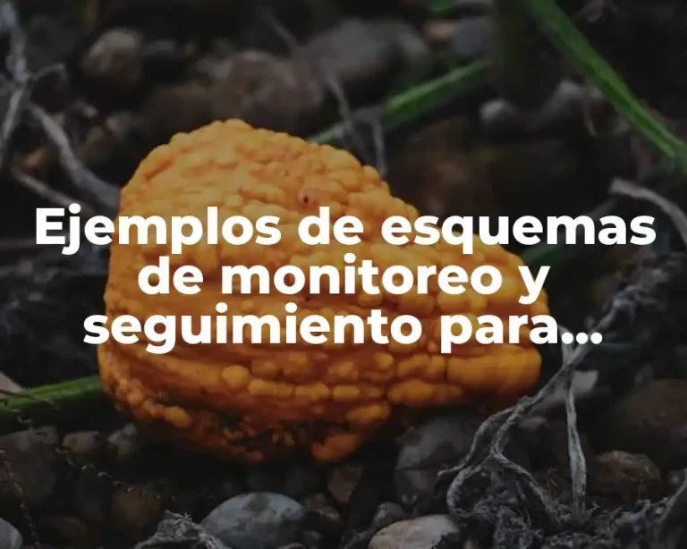 Ejemplos de esquemas de monitoreo y seguimiento para consultas médicas y Significado