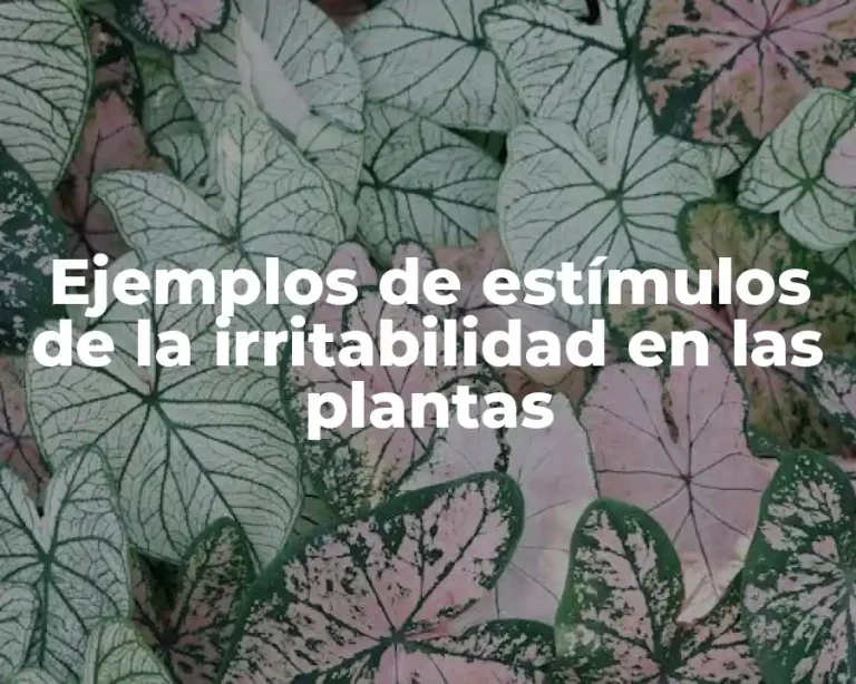 Ejemplos de estímulos de la irritabilidad en las plantas