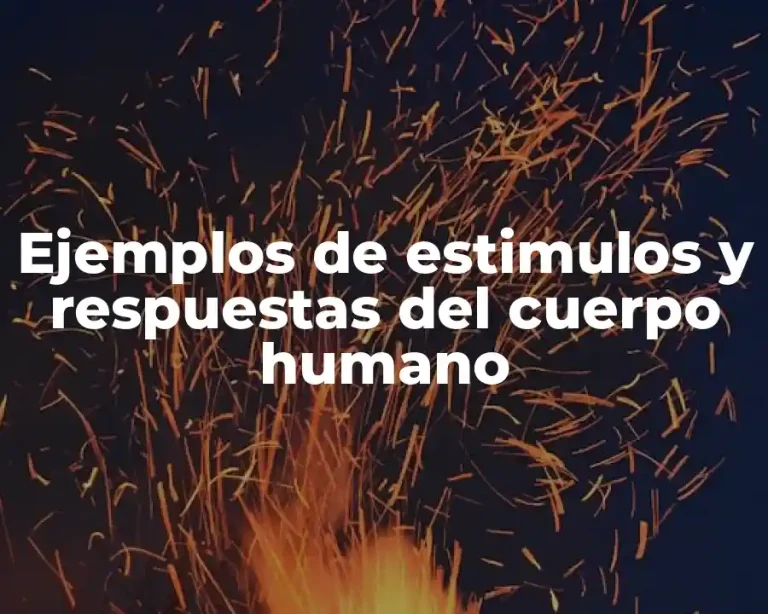 Ejemplos de estimulos y respuestas del cuerpo humano