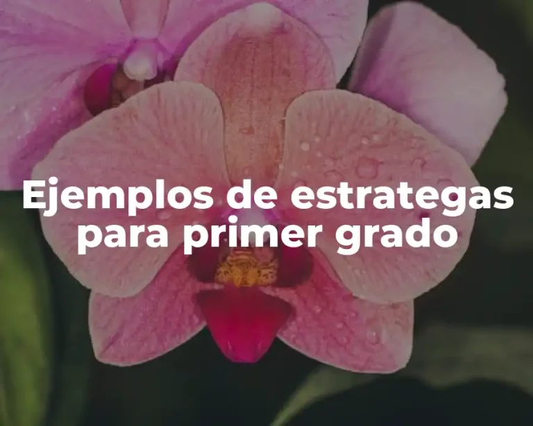 Ejemplos de estrategas para primer grado