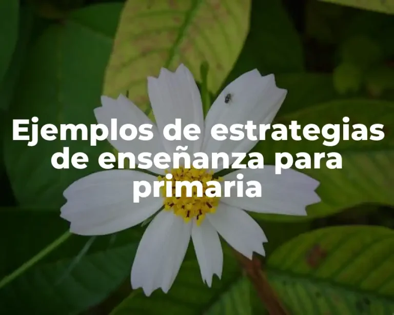 Ejemplos de estrategias de enseñanza para primaria