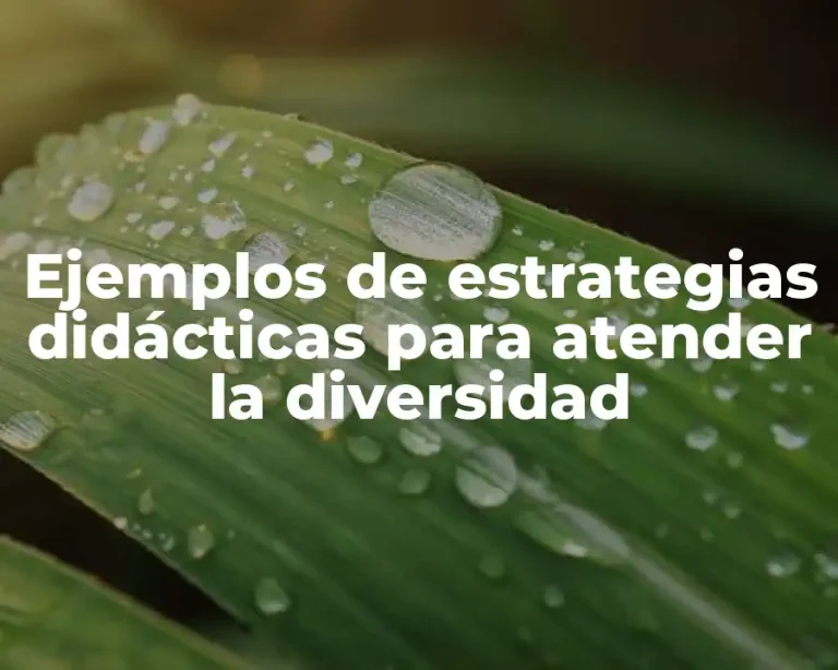 Ejemplos de estrategias didácticas para atender la diversidad