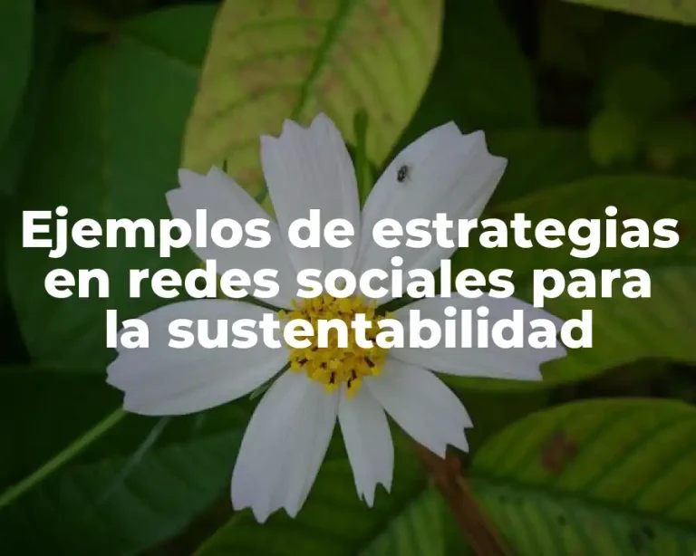 Ejemplos de estrategias en redes sociales para la sustentabilidad