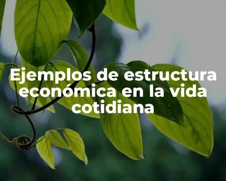 Ejemplos de estructura económica en la vida cotidiana