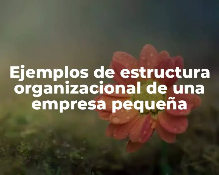 Ejemplos de estructura organizacional de una empresa pequeña