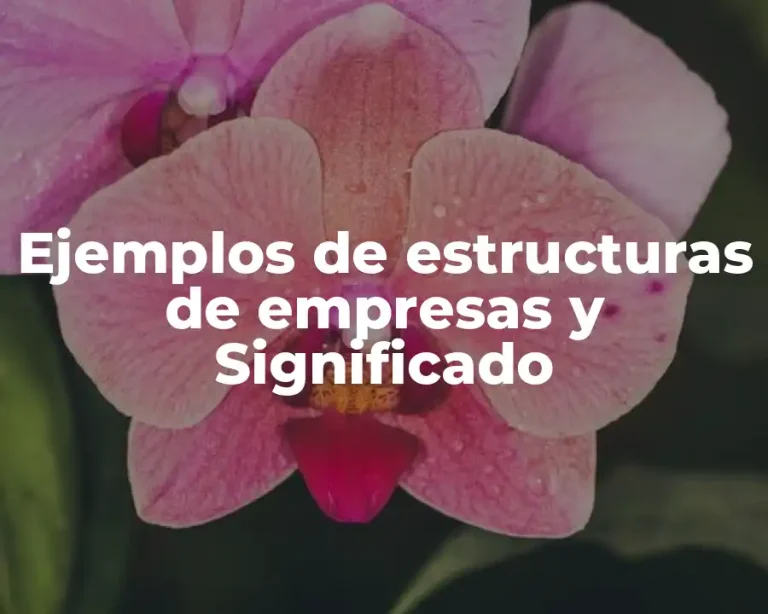 Ejemplos de estructuras de empresas y Significado