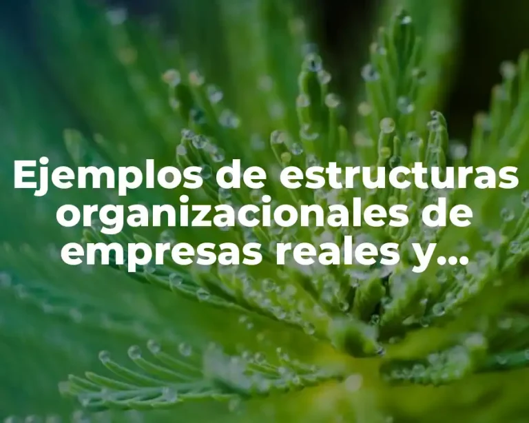 Ejemplos de estructuras organizacionales de empresas reales y Significado