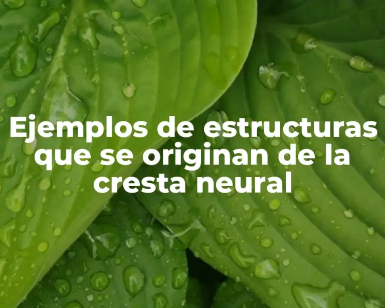Ejemplos de estructuras que se originan de la cresta neural