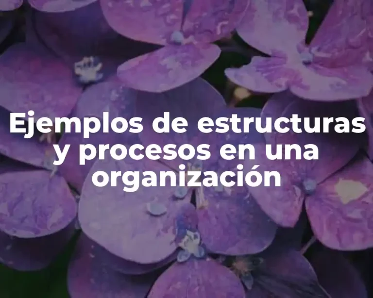 Ejemplos de estructuras y procesos en una organización