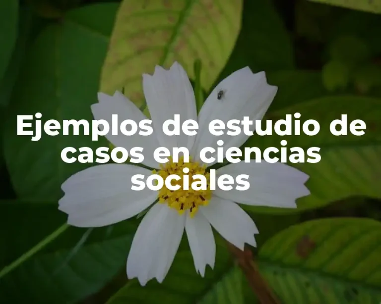 Ejemplos de estudio de casos en ciencias sociales
