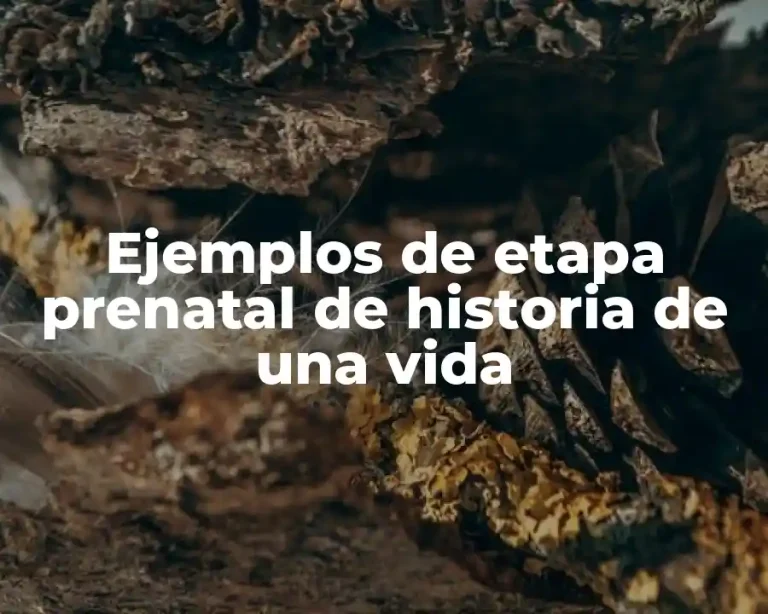Ejemplos de etapa prenatal de historia de una vida