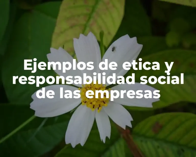 Ejemplos de etica y responsabilidad social de las empresas