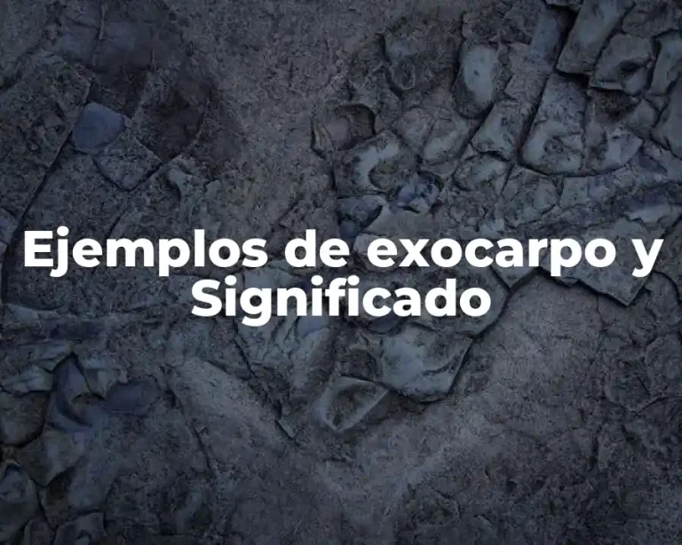 Ejemplos de exocarpo y Significado