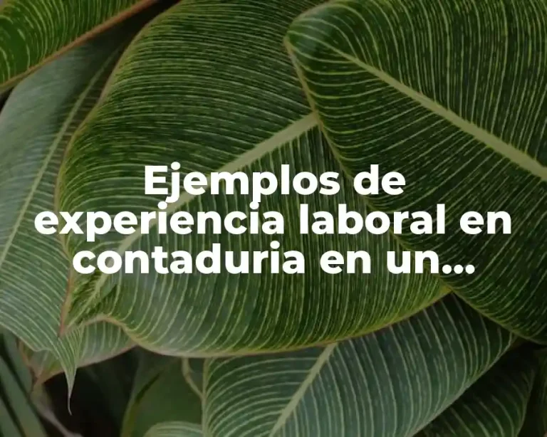 Ejemplos de experiencia laboral en contaduria en un curriculum