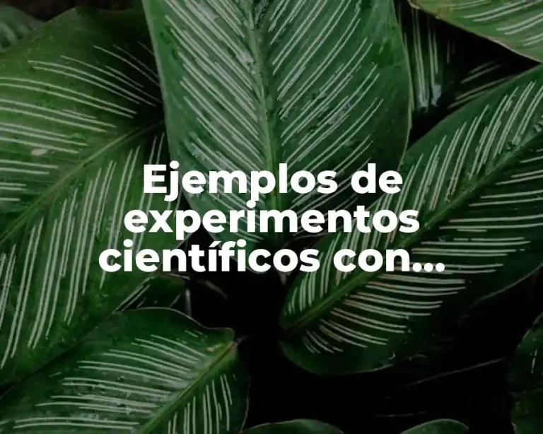 Ejemplos de experimentos científicos con conclusión desarrollo y final