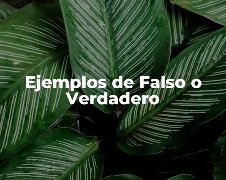 Ejemplos de Falso o Verdadero
