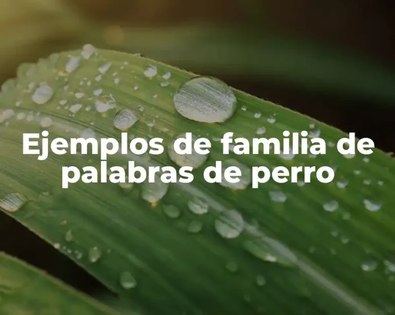 Ejemplos de familia de palabras de perro