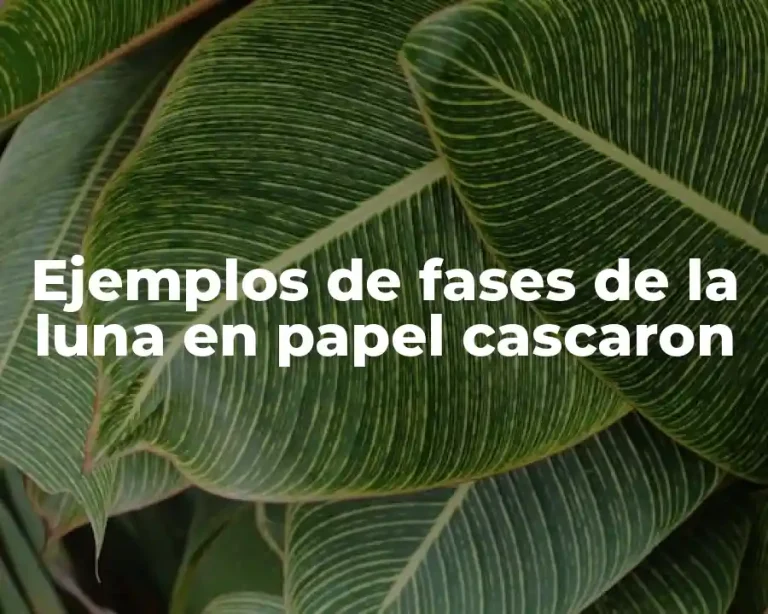 Ejemplos de fases de la luna en papel cascaron