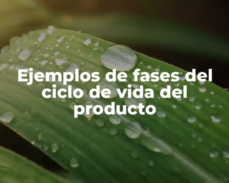 Ejemplos de fases del ciclo de vida del producto