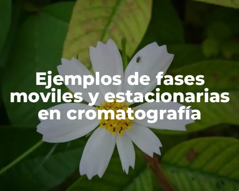 Ejemplos de fases moviles y estacionarias en cromatografía