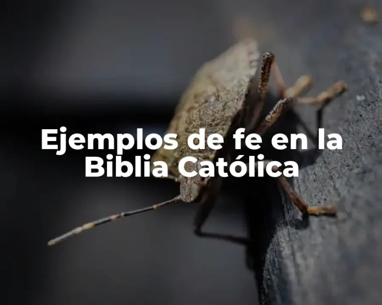 Ejemplos de fe en la Biblia Católica