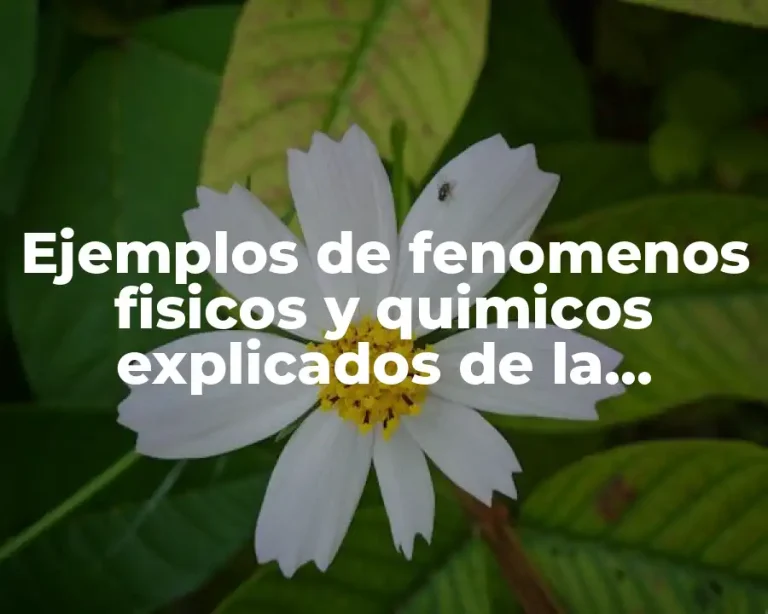 Ejemplos de fenomenos fisicos y quimicos explicados de la naturaleza