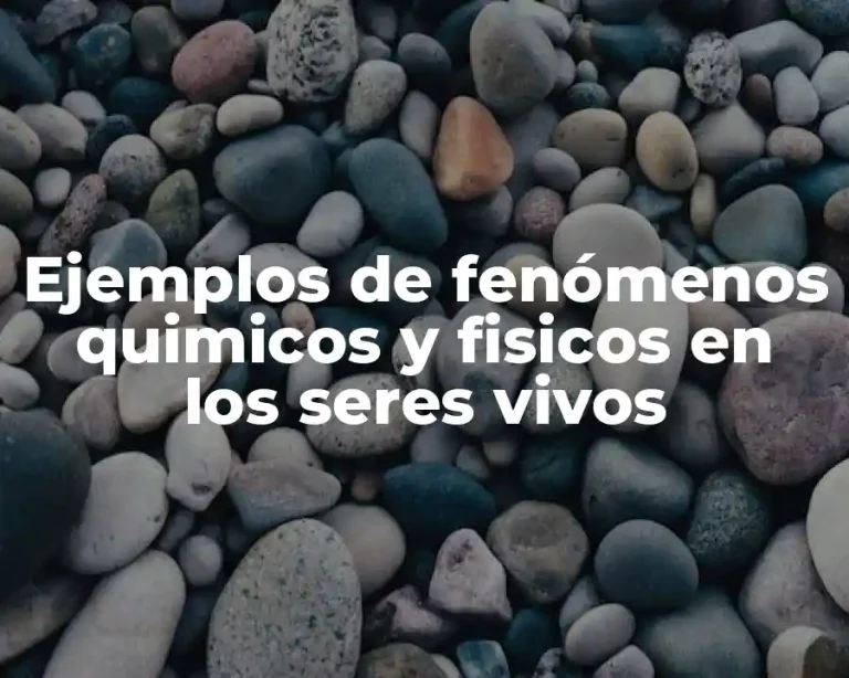 Ejemplos de fenómenos quimicos y fisicos en los seres vivos