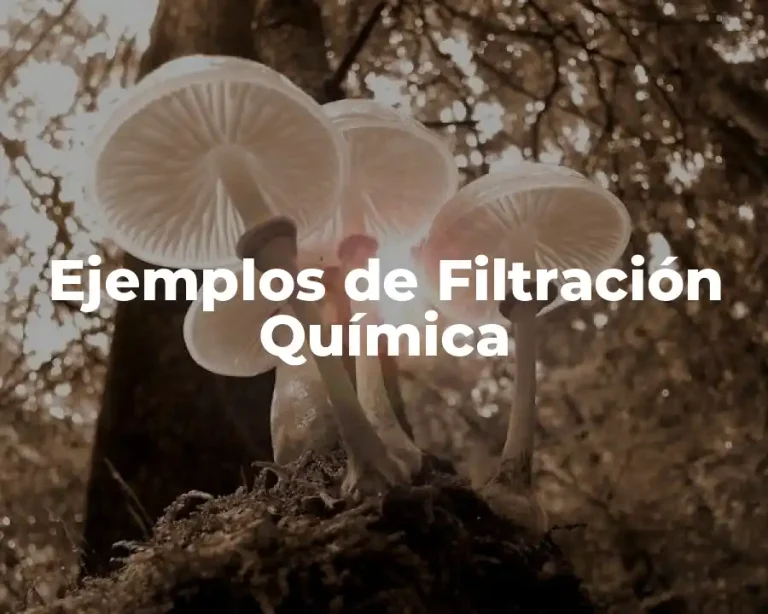Ejemplos de Filtración Química