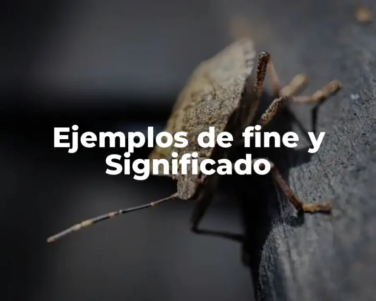 Ejemplos de fine y Significado