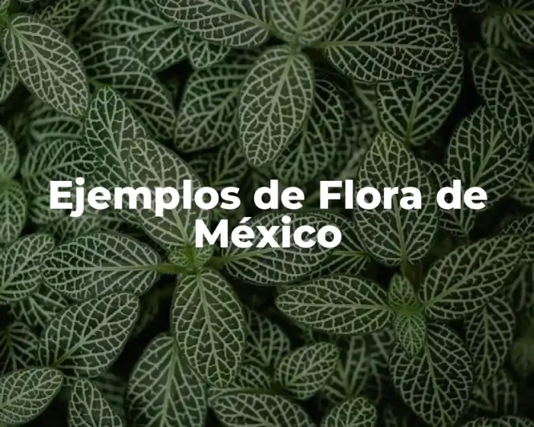 Ejemplos de Flora de México