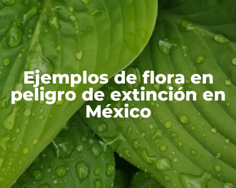 Ejemplos de flora en peligro de extinción en México