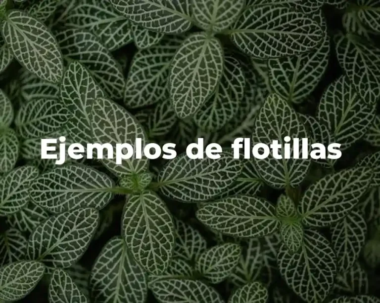 Ejemplos de flotillas