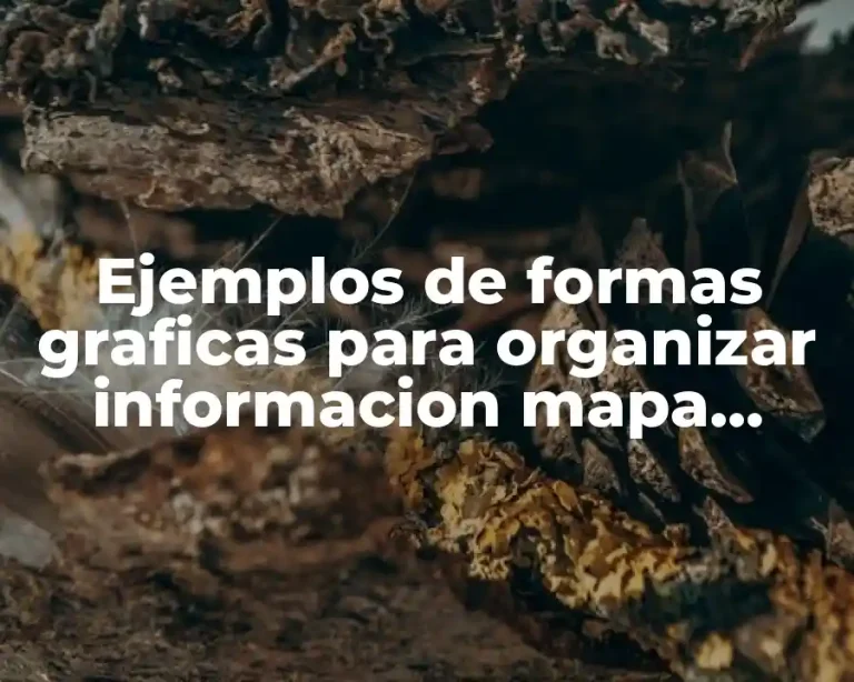Ejemplos de formas graficas para organizar informacion mapa semantico