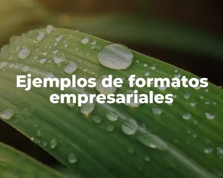 Ejemplos de formatos empresariales