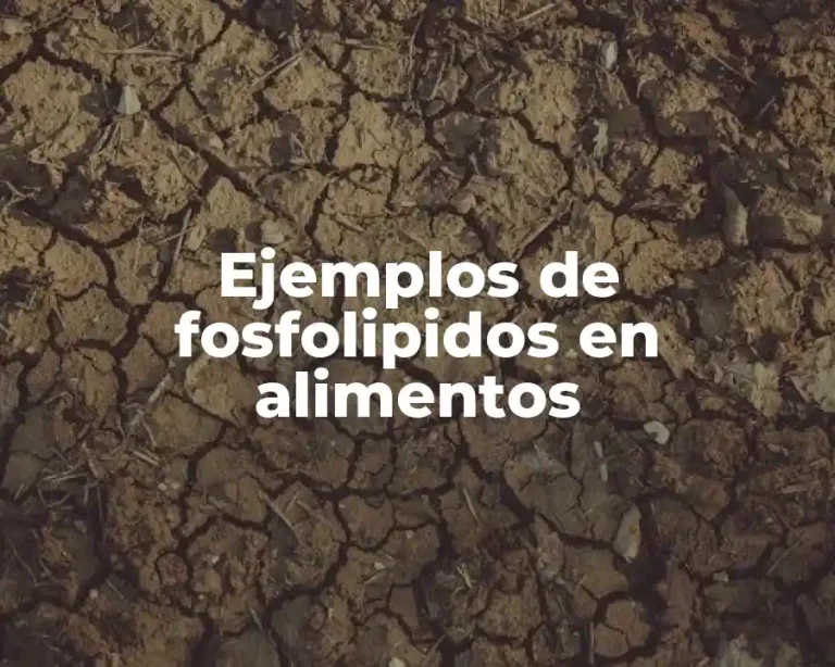 Ejemplos de fosfolipidos en alimentos