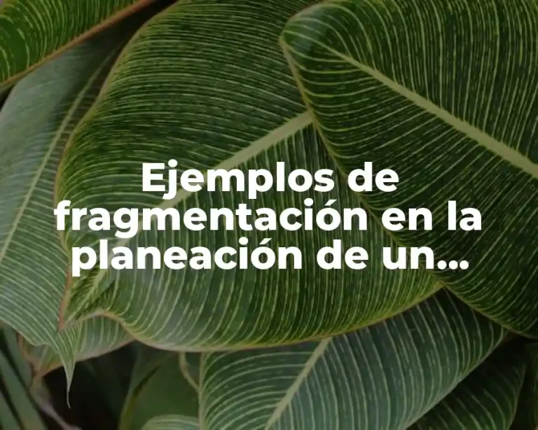 Ejemplos de fragmentación en la planeación de un negocio
