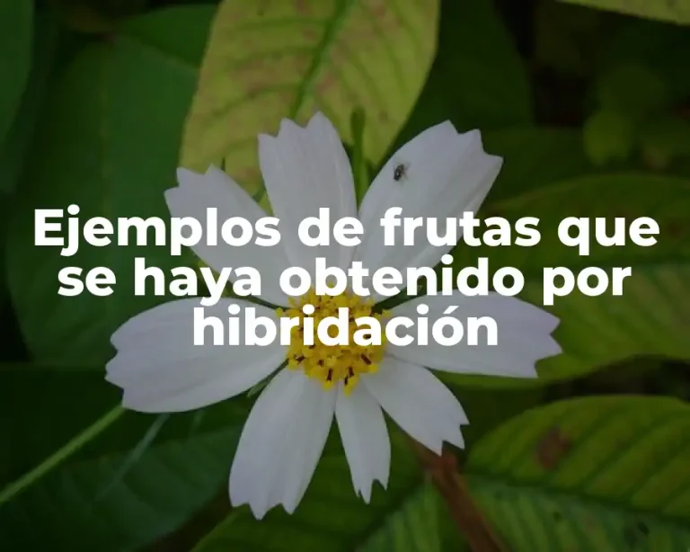 Ejemplos de frutas que se haya obtenido por hibridación