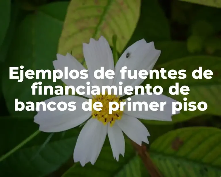 Ejemplos de fuentes de financiamiento de bancos de primer piso