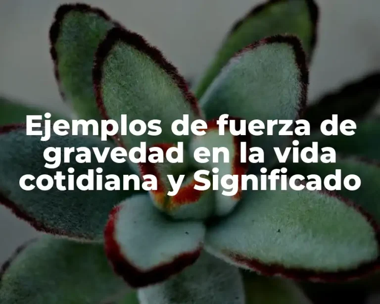 Ejemplos de fuerza de gravedad en la vida cotidiana y Significado