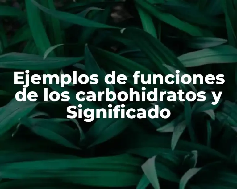 Ejemplos de funciones de los carbohidratos y Significado