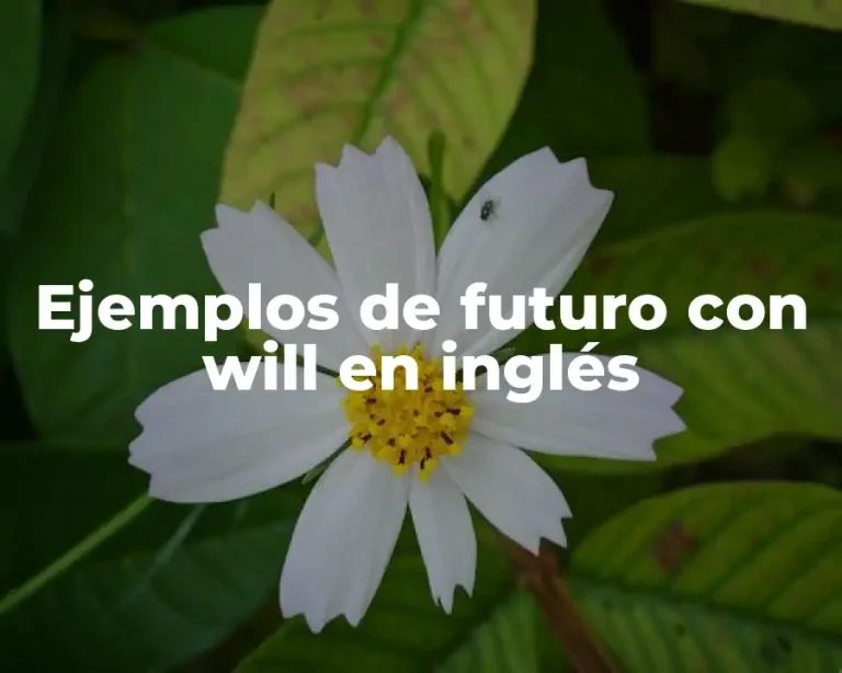 Ejemplos de futuro con will en inglés