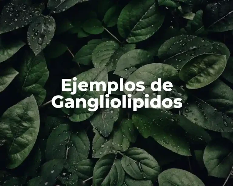 Ejemplos de Gangliolipidos