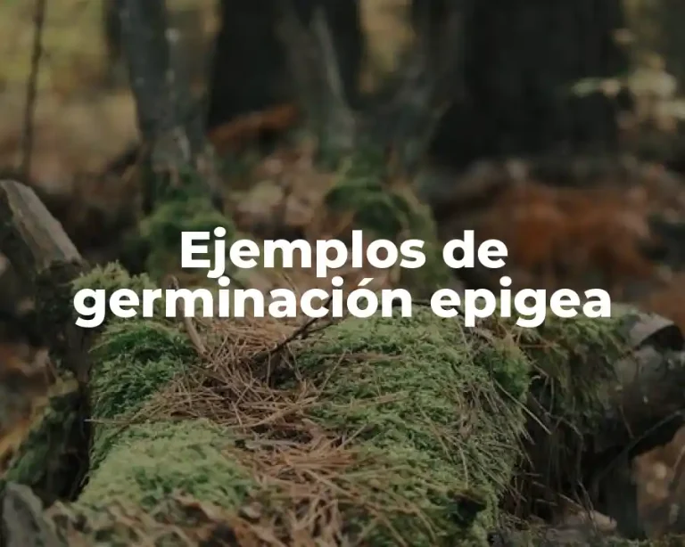 Ejemplos de germinación epigea
