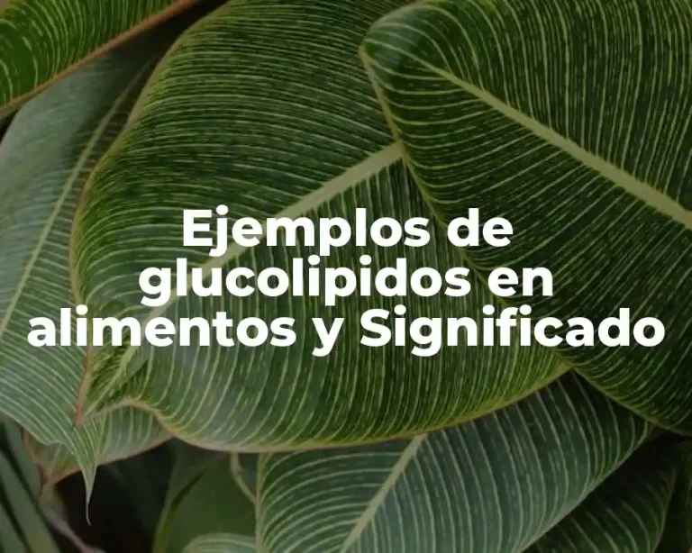 Ejemplos de glucolipidos en alimentos y Significado